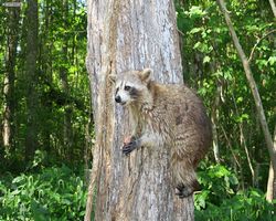 Louisiana - New Orleans - Cajun Encounters Swamp Tour