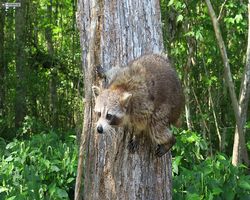 Louisiana - New Orleans - Cajun Encounters Swamp Tour