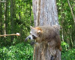 Louisiana - New Orleans - Cajun Encounters Swamp Tour