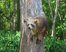 Louisiana - New Orleans - Cajun Encounters Swamp Tour