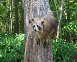 Louisiana - New Orleans - Cajun Encounters Swamp Tour