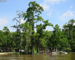 Louisiana - New Orleans - Cajun Encounters Swamp Tour