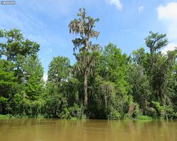 Louisiana - New Orleans - Cajun Encounters Swamp Tour