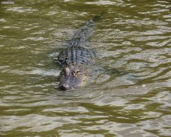 Louisiana - New Orleans - Cajun Encounters Swamp Tour