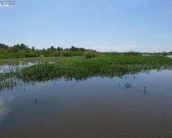 Louisiana - New Orleans - Cajun Encounters Swamp Tour