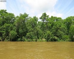 Louisiana - New Orleans - Cajun Encounters Swamp Tour