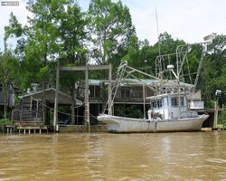 Louisiana - New Orleans - Cajun Encounters Swamp Tour