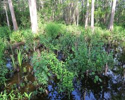Louisiana - New Orleans - Cajun Encounters Swamp Tour