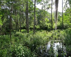 Louisiana - New Orleans - Cajun Encounters Swamp Tour