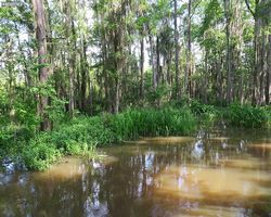 Louisiana - New Orleans - Cajun Encounters Swamp Tour