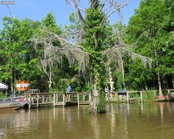 Louisiana - New Orleans - Cajun Encounters Swamp Tour