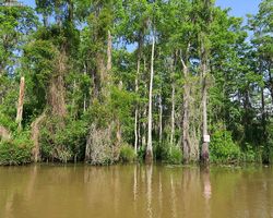 Louisiana - New Orleans - Cajun Encounters Swamp Tour
