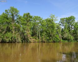 Louisiana - New Orleans - Cajun Encounters Swamp Tour