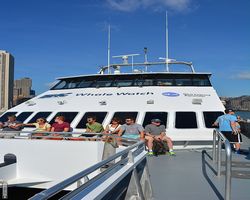 Boston - Whale Watching