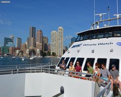 Boston - Whale Watching