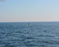 Boston - Whale Watching