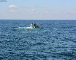 Boston - Whale Watching