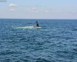 Boston - Whale Watching