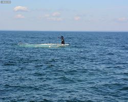 Boston - Whale Watching