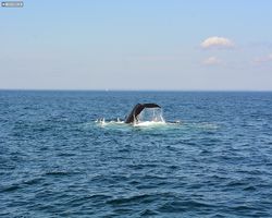 Boston - Whale Watching
