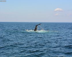 Boston - Whale Watching