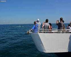 Boston - Whale Watching
