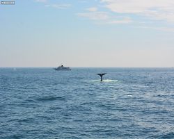 Boston - Whale Watching