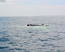 Boston - Whale Watching