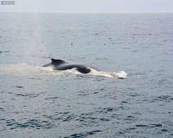 Boston - Whale Watching