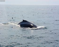 Boston - Whale Watching