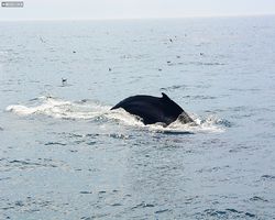 Boston - Whale Watching