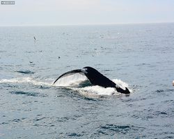 Boston - Whale Watching