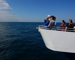 Boston - Whale Watching
