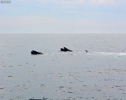 Boston - Whale Watching