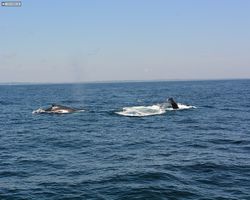 Boston - Whale Watching