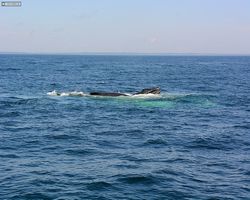 Boston - Whale Watching