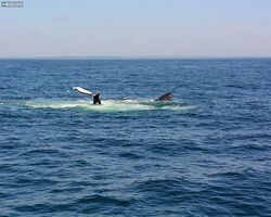 Boston - Whale Watching