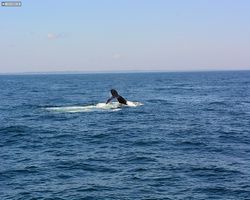 Boston - Whale Watching
