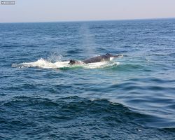 Boston - Whale Watching