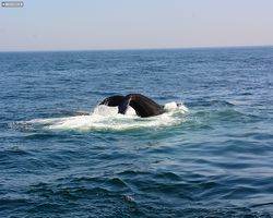 Boston - Whale Watching