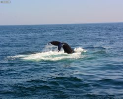 Boston - Whale Watching