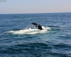 Boston - Whale Watching
