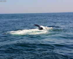 Boston - Whale Watching