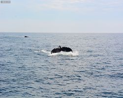 Boston - Whale Watching