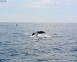 Boston - Whale Watching