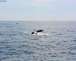 Boston - Whale Watching