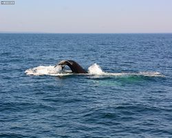 Boston - Whale Watching