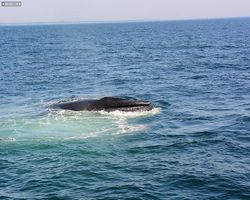 Boston - Whale Watching