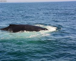 Boston - Whale Watching