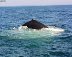 Boston - Whale Watching